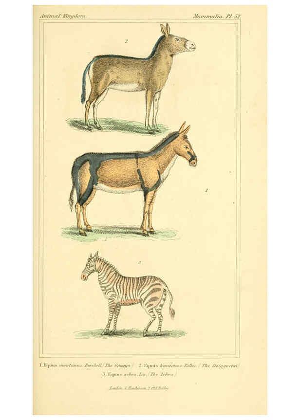 Reproducción/Reproduction 6026160464: The animal kingdom, arranged according to its organization, serving as a foundation for the natural history of animals. v.1 plates. London :G. Henderson,1834-1837