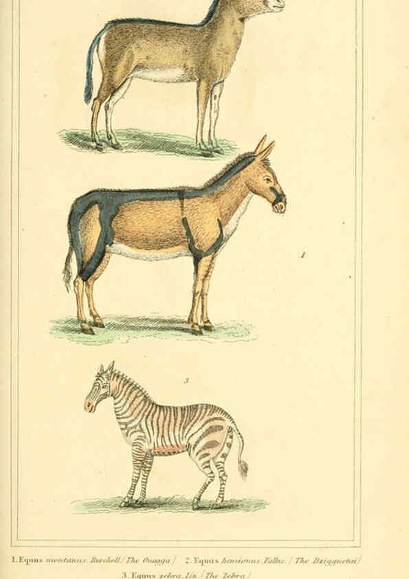 Reproducción/Reproduction 6026160464: The animal kingdom, arranged according to its organization, serving as a foundation for the natural history of animals. v.1 plates. London :G. Henderson,1834-1837