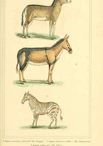 Reproducción/Reproduction 6026160464: The animal kingdom, arranged according to its organization, serving as a foundation for the natural history of animals. v.1 plates. London :G. Henderson,1834-1837