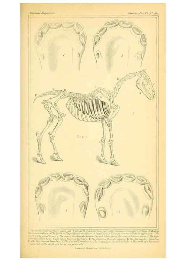 Reproducción/Reproduction 6025604815: The animal kingdom, arranged according to its organization, serving as a foundation for the natural history of animals. v.1 plates. London :G. Henderson,1834-1837