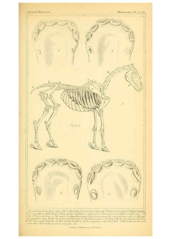 Reproducción/Reproduction 6025604815: The animal kingdom, arranged according to its organization, serving as a foundation for the natural history of animals. v.1 plates. London :G. Henderson,1834-1837
