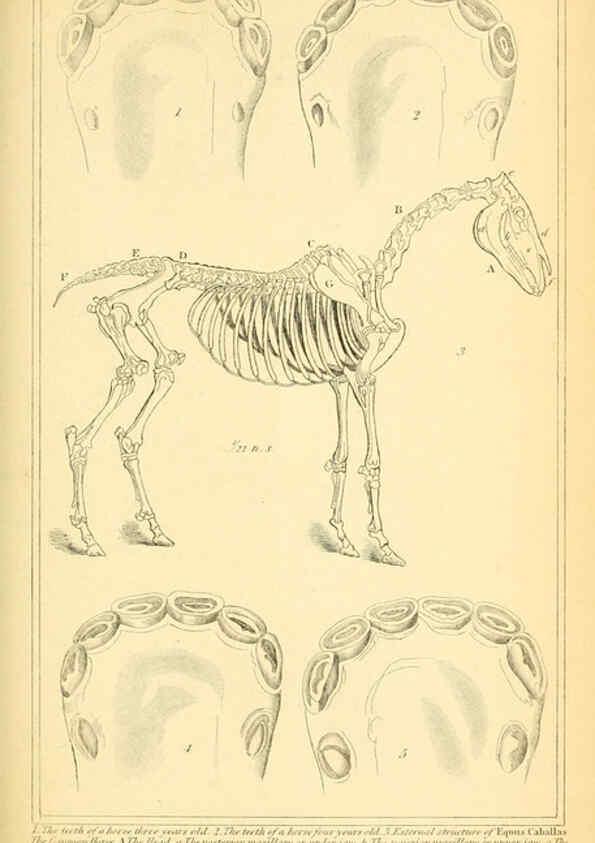 Reproducción/Reproduction 6025604815: The animal kingdom, arranged according to its organization, serving as a foundation for the natural history of animals. v.1 plates. London :G. Henderson,1834-1837