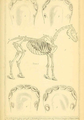 Reproducción/Reproduction 6025604815: The animal kingdom, arranged according to its organization, serving as a foundation for the natural history of animals. v.1 plates. London :G. Henderson,1834-1837
