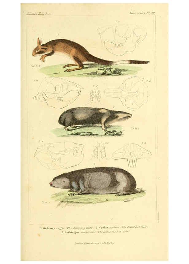 Reproducción/Reproduction 6026155876: The animal kingdom, arranged according to its organization, serving as a foundation for the natural history of animals. v.1 plates. London :G. Henderson,1834-1837