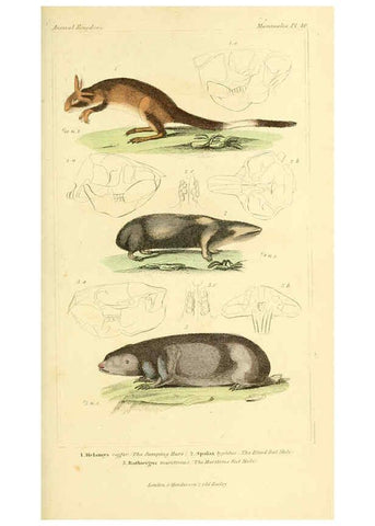 Reproducción/Reproduction 6026155876: The animal kingdom, arranged according to its organization, serving as a foundation for the natural history of animals. v.1 plates. London :G. Henderson,1834-1837