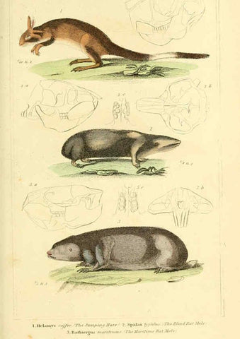Reproducción/Reproduction 6026155876: The animal kingdom, arranged according to its organization, serving as a foundation for the natural history of animals. v.1 plates. London :G. Henderson,1834-1837