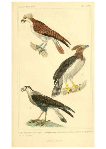 Reproducción/Reproduction 6026167530: The animal kingdom, arranged according to its organization, serving as a foundation for the natural history of animals. v.1 plates. London :G. Henderson,1834-1837