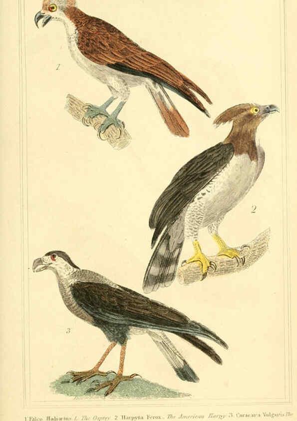 Reproducción/Reproduction 6026167530: The animal kingdom, arranged according to its organization, serving as a foundation for the natural history of animals. v.1 plates. London :G. Henderson,1834-1837
