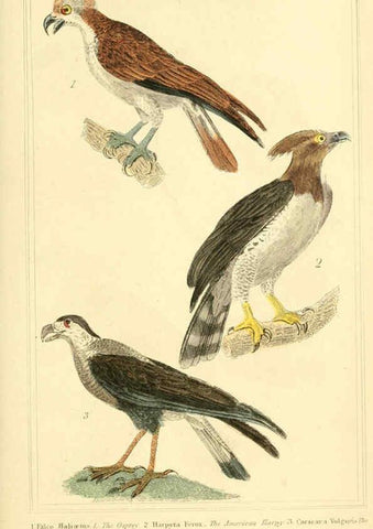 Reproducción/Reproduction 6026167530: The animal kingdom, arranged according to its organization, serving as a foundation for the natural history of animals. v.1 plates. London :G. Henderson,1834-1837