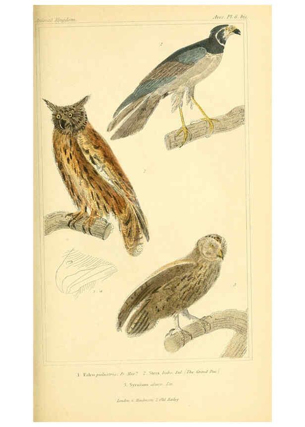 Reproducción/Reproduction 6025611975: The animal kingdom, arranged according to its organization, serving as a foundation for the natural history of animals. v.1 plates. London :G. Henderson,1834-1837