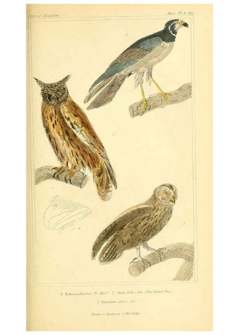 Reproducción/Reproduction 6025611975: The animal kingdom, arranged according to its organization, serving as a foundation for the natural history of animals. v.1 plates. London :G. Henderson,1834-1837