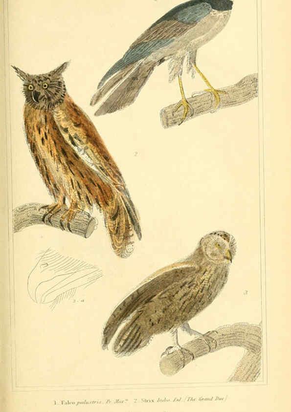 Reproducción/Reproduction 6025611975: The animal kingdom, arranged according to its organization, serving as a foundation for the natural history of animals. v.1 plates. London :G. Henderson,1834-1837