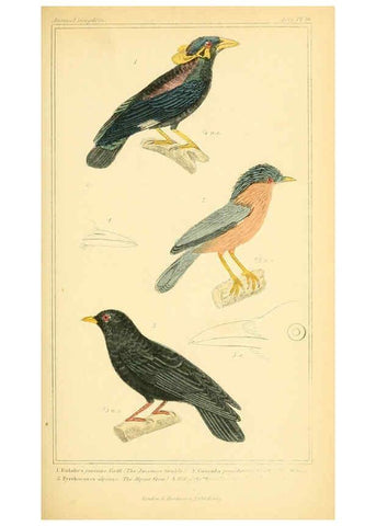 Reproducción/Reproduction 6026175612: The animal kingdom, arranged according to its organization, serving as a foundation for the natural history of animals. v.1 plates. London :G. Henderson,1834-1837