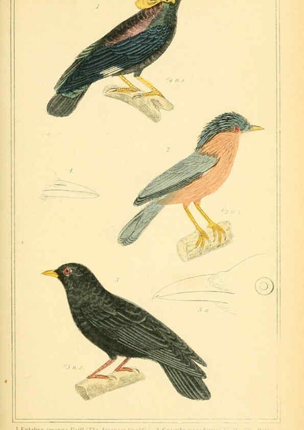 Reproducción/Reproduction 6026175612: The animal kingdom, arranged according to its organization, serving as a foundation for the natural history of animals. v.1 plates. London :G. Henderson,1834-1837