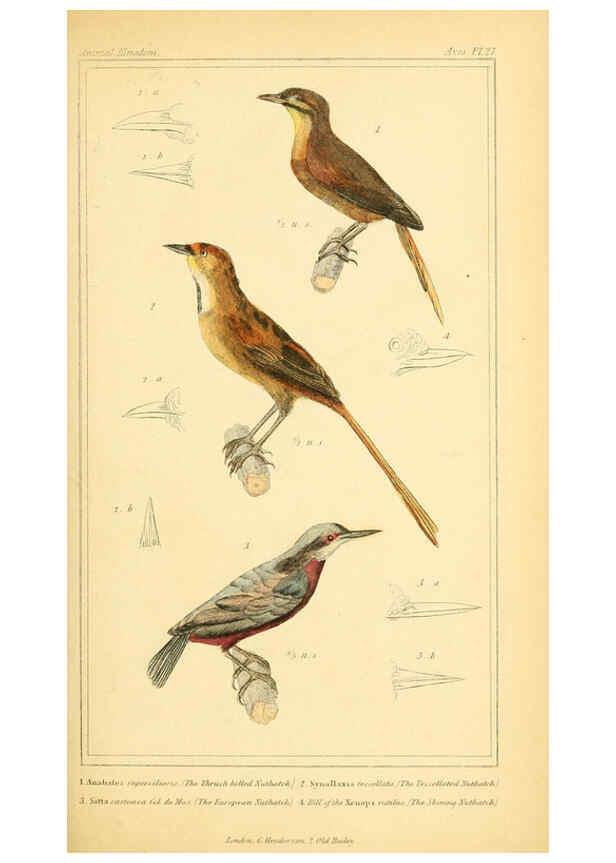 Reproducción/Reproduction 6025619689: The animal kingdom, arranged according to its organization, serving as a foundation for the natural history of animals. v.1 plates. London :G. Henderson,1834-1837