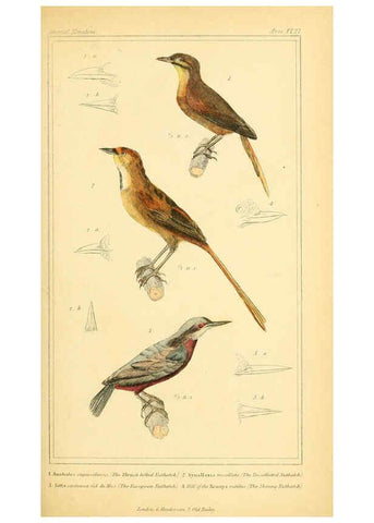 Reproducción/Reproduction 6025619689: The animal kingdom, arranged according to its organization, serving as a foundation for the natural history of animals. v.1 plates. London :G. Henderson,1834-1837