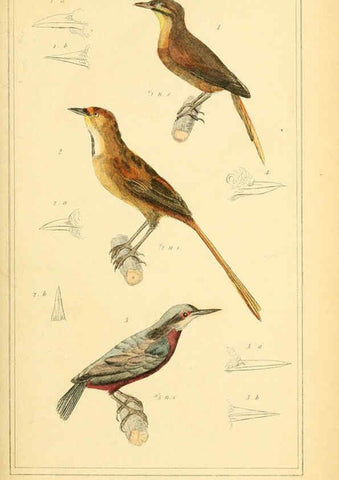 Reproducción/Reproduction 6025619689: The animal kingdom, arranged according to its organization, serving as a foundation for the natural history of animals. v.1 plates. London :G. Henderson,1834-1837