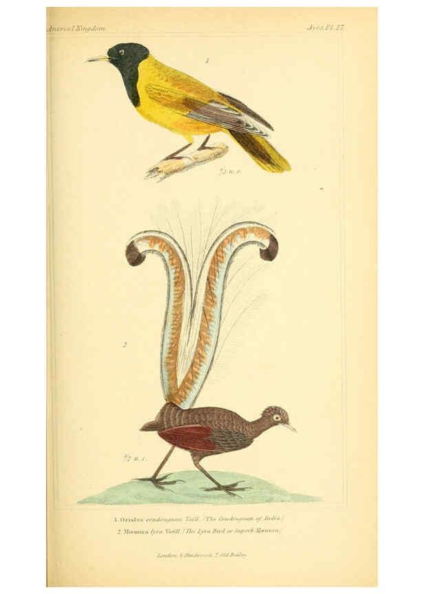 Reproducción/Reproduction 6026176346: The animal kingdom, arranged according to its organization, serving as a foundation for the natural history of animals. v.1 plates. London :G. Henderson,1834-1837