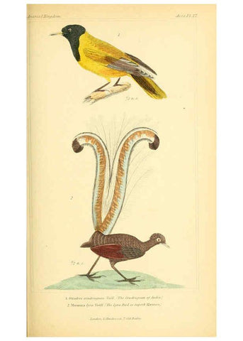 Reproducción/Reproduction 6026176346: The animal kingdom, arranged according to its organization, serving as a foundation for the natural history of animals. v.1 plates. London :G. Henderson,1834-1837