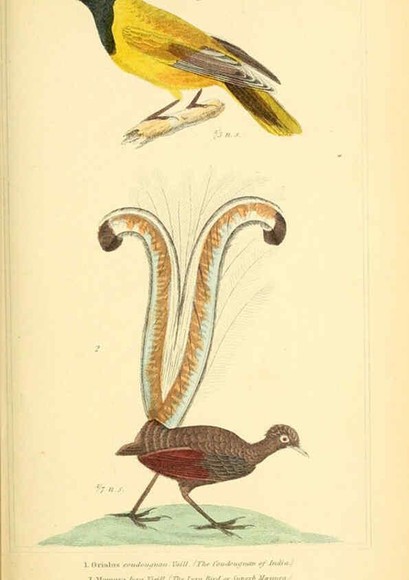 Reproducción/Reproduction 6026176346: The animal kingdom, arranged according to its organization, serving as a foundation for the natural history of animals. v.1 plates. London :G. Henderson,1834-1837