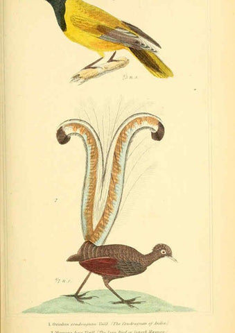 Reproducción/Reproduction 6026176346: The animal kingdom, arranged according to its organization, serving as a foundation for the natural history of animals. v.1 plates. London :G. Henderson,1834-1837