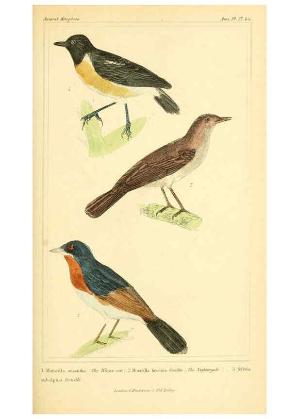 Reproducción/Reproduction 6026176616: The animal kingdom, arranged according to its organization, serving as a foundation for the natural history of animals. v.1 plates. London :G. Henderson,1834-1837