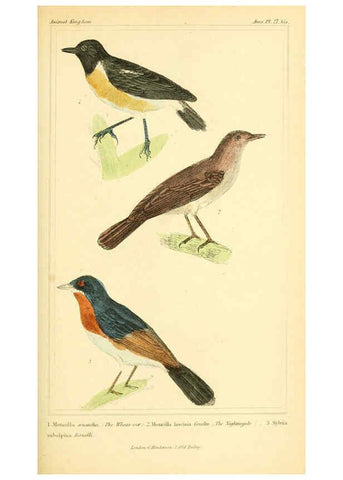 Reproducción/Reproduction 6026176616: The animal kingdom, arranged according to its organization, serving as a foundation for the natural history of animals. v.1 plates. London :G. Henderson,1834-1837