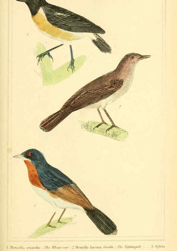 Reproducción/Reproduction 6026176616: The animal kingdom, arranged according to its organization, serving as a foundation for the natural history of animals. v.1 plates. London :G. Henderson,1834-1837