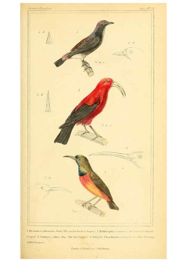Reproducción/Reproduction 6025620499: The animal kingdom, arranged according to its organization, serving as a foundation for the natural history of animals. v.1 plates. London :G. Henderson,1834-1837