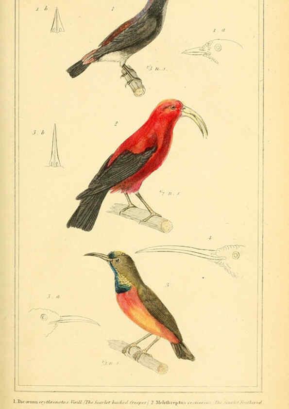 Reproducción/Reproduction 6025620499: The animal kingdom, arranged according to its organization, serving as a foundation for the natural history of animals. v.1 plates. London :G. Henderson,1834-1837