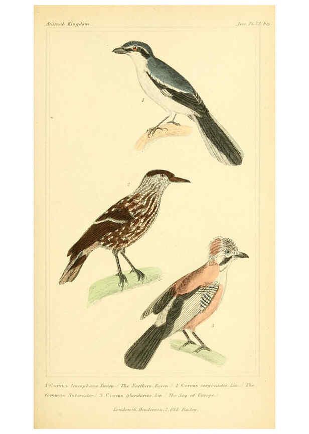 Reproducción/Reproduction 6025620725: The animal kingdom, arranged according to its organization, serving as a foundation for the natural history of animals. v.1 plates. London :G. Henderson,1834-1837