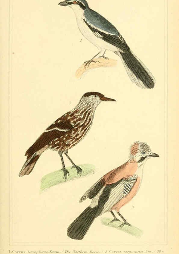 Reproducción/Reproduction 6025620725: The animal kingdom, arranged according to its organization, serving as a foundation for the natural history of animals. v.1 plates. London :G. Henderson,1834-1837