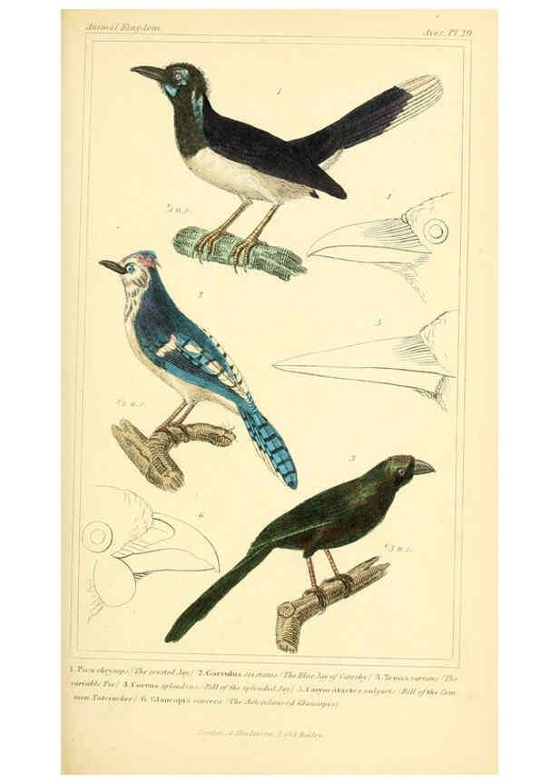 Reproducción/Reproduction 6025621045: The animal kingdom, arranged according to its organization, serving as a foundation for the natural history of animals. v.1 plates. London :G. Henderson,1834-1837