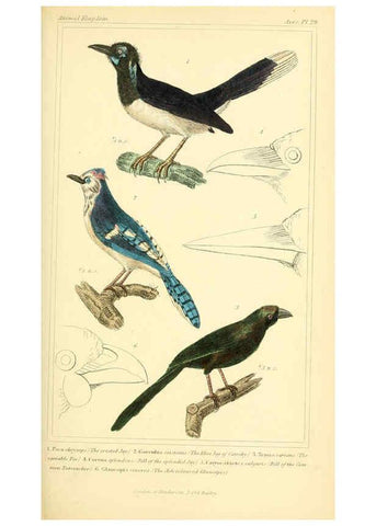 Reproducción/Reproduction 6025621045: The animal kingdom, arranged according to its organization, serving as a foundation for the natural history of animals. v.1 plates. London :G. Henderson,1834-1837