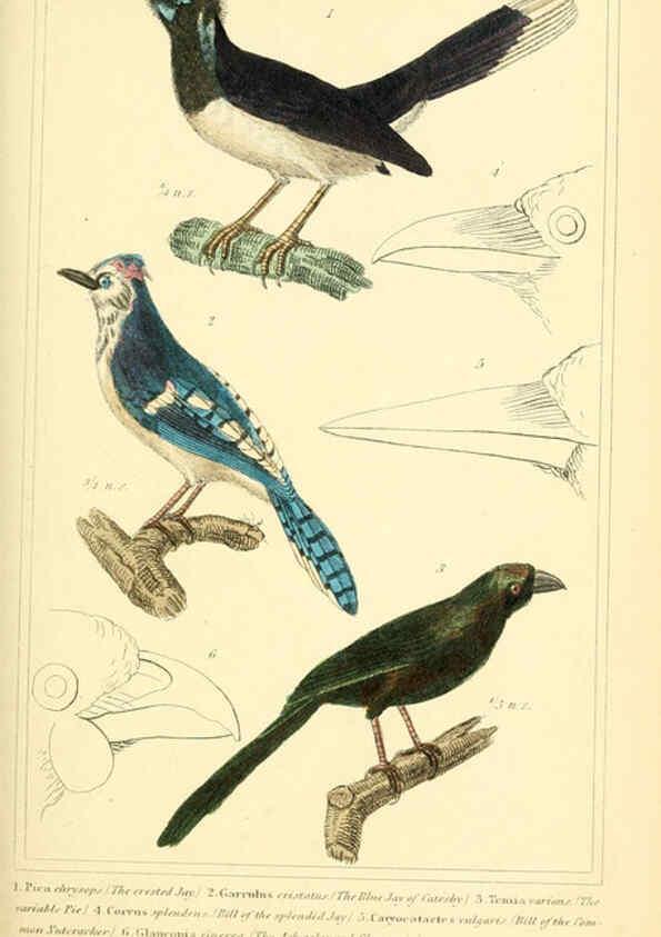 Reproducción/Reproduction 6025621045: The animal kingdom, arranged according to its organization, serving as a foundation for the natural history of animals. v.1 plates. London :G. Henderson,1834-1837