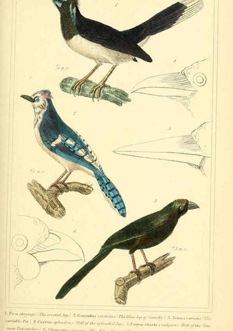 Reproducción/Reproduction 6025621045: The animal kingdom, arranged according to its organization, serving as a foundation for the natural history of animals. v.1 plates. London :G. Henderson,1834-1837