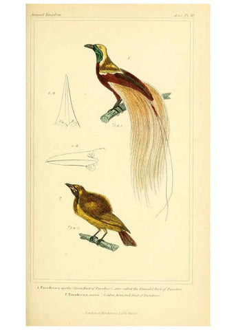 Reproducción/Reproduction 6026177788: The animal kingdom, arranged according to its organization, serving as a foundation for the natural history of animals. v.1 plates. London :G. Henderson,1834-1837