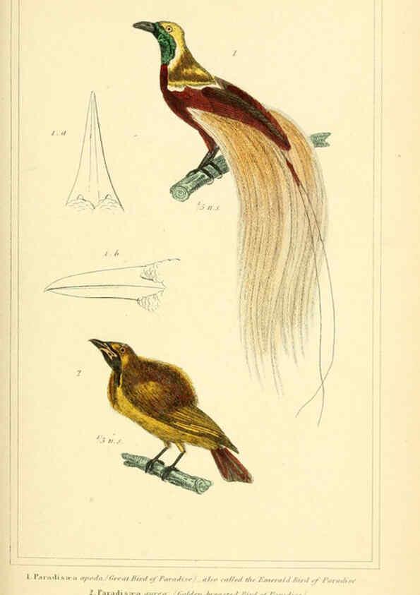 Reproducción/Reproduction 6026177788: The animal kingdom, arranged according to its organization, serving as a foundation for the natural history of animals. v.1 plates. London :G. Henderson,1834-1837