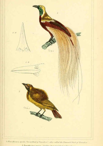 Reproducción/Reproduction 6026177788: The animal kingdom, arranged according to its organization, serving as a foundation for the natural history of animals. v.1 plates. London :G. Henderson,1834-1837
