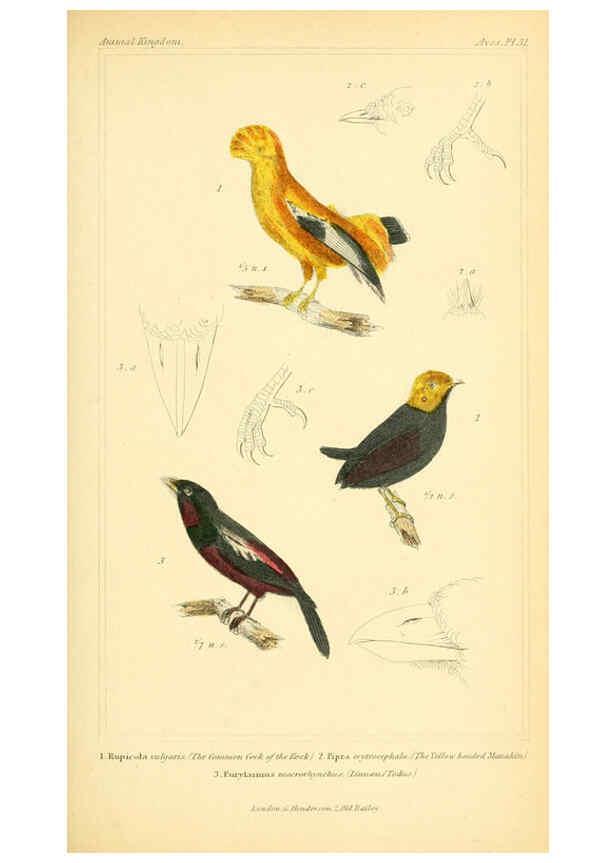 Reproducción/Reproduction 6026178112: The animal kingdom, arranged according to its organization, serving as a foundation for the natural history of animals. v.1 plates. London :G. Henderson,1834-1837