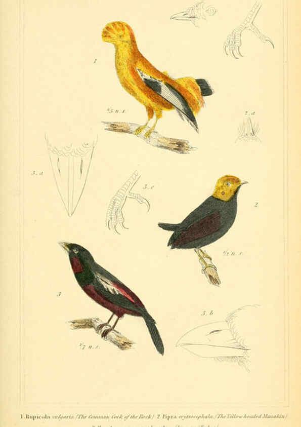 Reproducción/Reproduction 6026178112: The animal kingdom, arranged according to its organization, serving as a foundation for the natural history of animals. v.1 plates. London :G. Henderson,1834-1837