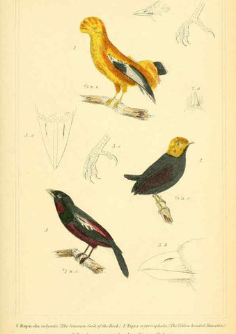 Reproducción/Reproduction 6026178112: The animal kingdom, arranged according to its organization, serving as a foundation for the natural history of animals. v.1 plates. London :G. Henderson,1834-1837