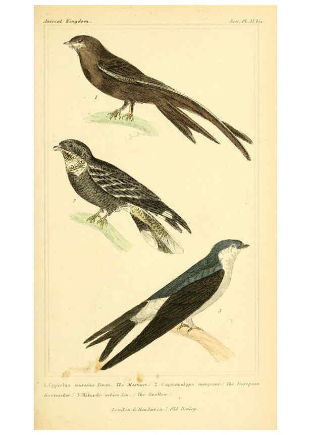 Reproducción/Reproduction 6025621977: The animal kingdom, arranged according to its organization, serving as a foundation for the natural history of animals. v.1 plates. London :G. Henderson,1834-1837