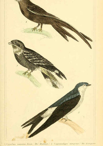 Reproducción/Reproduction 6025621977: The animal kingdom, arranged according to its organization, serving as a foundation for the natural history of animals. v.1 plates. London :G. Henderson,1834-1837