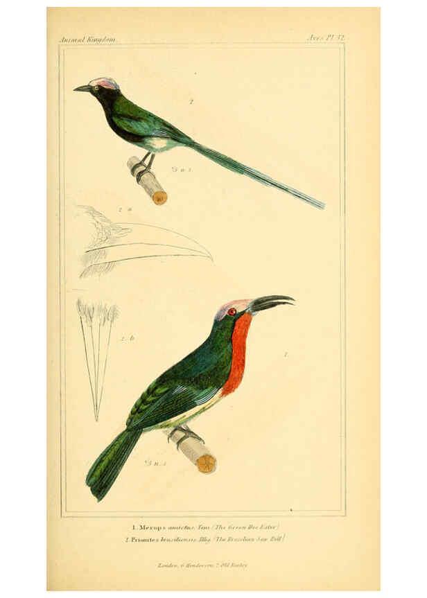 Reproducción/Reproduction 6026178658: The animal kingdom, arranged according to its organization, serving as a foundation for the natural history of animals. v.1 plates. London :G. Henderson,1834-1837