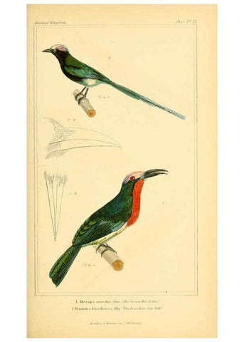 Reproducción/Reproduction 6026178658: The animal kingdom, arranged according to its organization, serving as a foundation for the natural history of animals. v.1 plates. London :G. Henderson,1834-1837