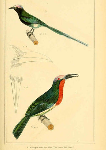 Reproducción/Reproduction 6026178658: The animal kingdom, arranged according to its organization, serving as a foundation for the natural history of animals. v.1 plates. London :G. Henderson,1834-1837