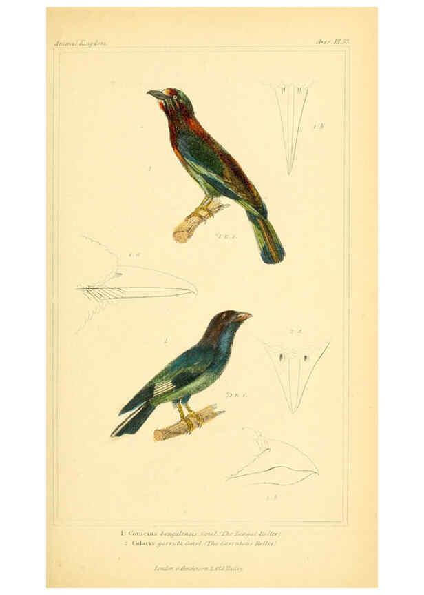 Reproducción/Reproduction 6025622785: The animal kingdom, arranged according to its organization, serving as a foundation for the natural history of animals. v.1 plates. London :G. Henderson,1834-1837