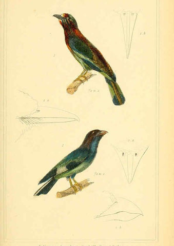 Reproducción/Reproduction 6025622785: The animal kingdom, arranged according to its organization, serving as a foundation for the natural history of animals. v.1 plates. London :G. Henderson,1834-1837