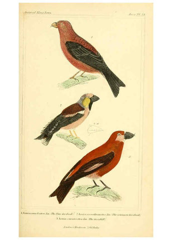Reproducción/Reproduction 6026179402: The animal kingdom, arranged according to its organization, serving as a foundation for the natural history of animals. v.1 plates. London :G. Henderson,1834-1837